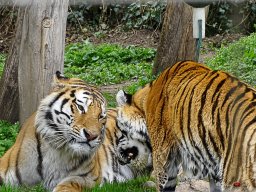 Tiergarten Schönbrunn am 23.03.2023
